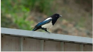 1713062920169690.png image.png